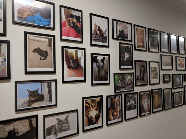 wall of cat pictures