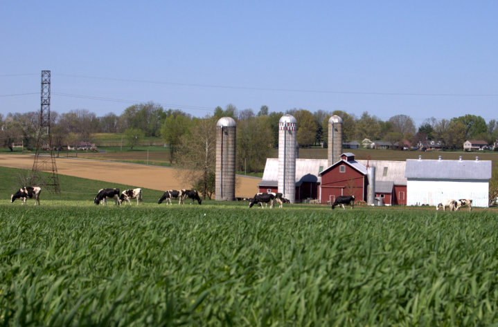 a field of cows