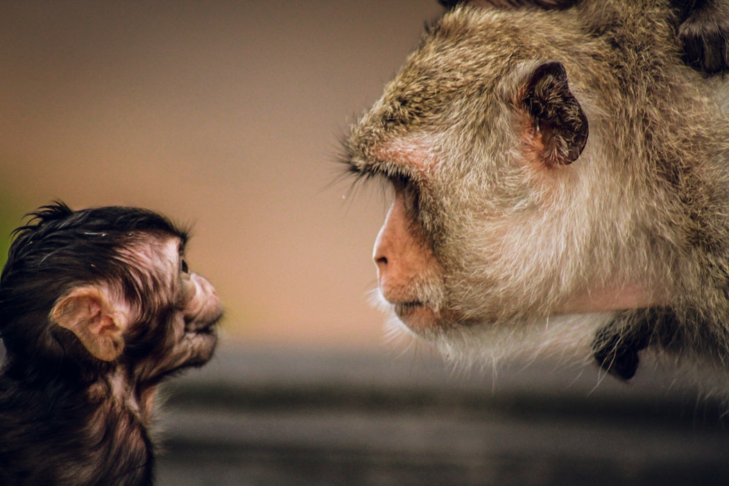 monkeys looking at each other