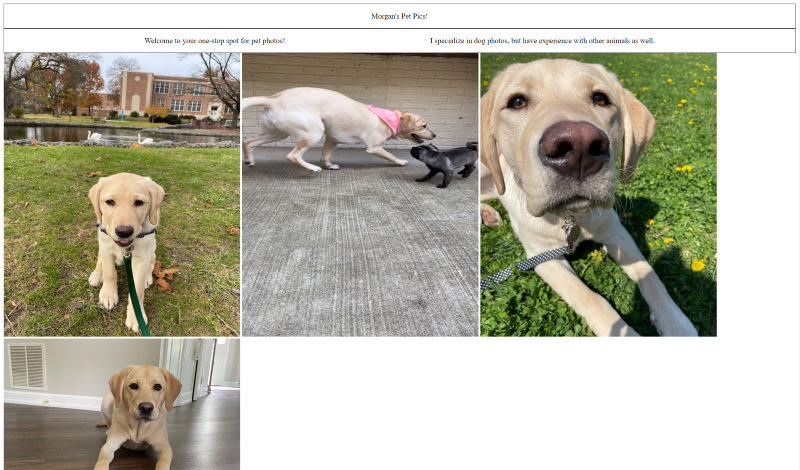 website showing pictures of dogs