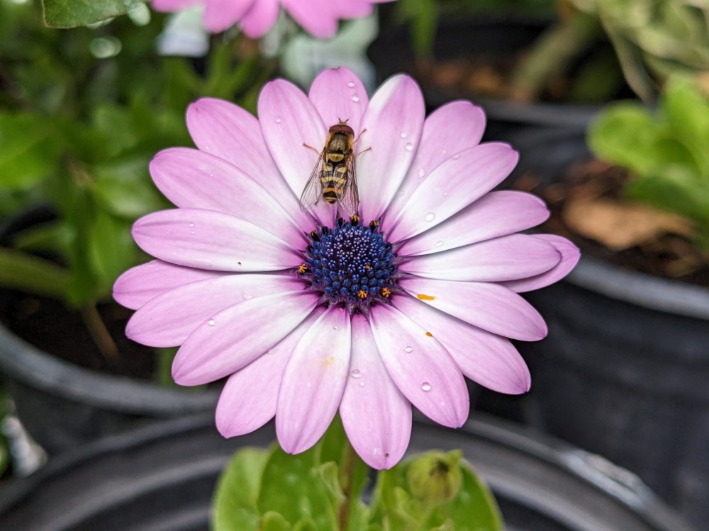 Pink and purple flower with a cute lil bee on it