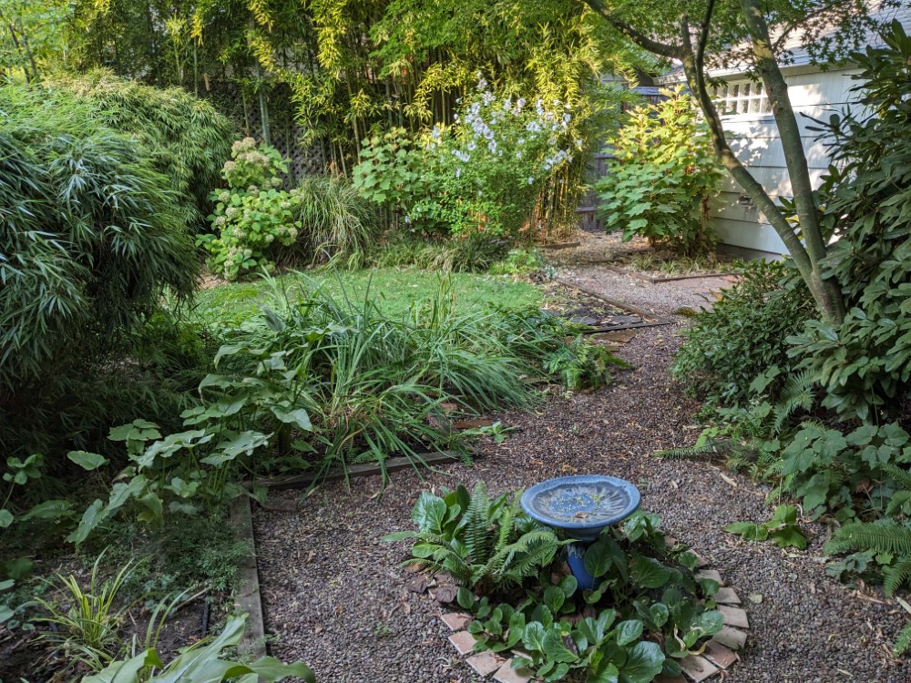 My backyard with a ton of bamboo.