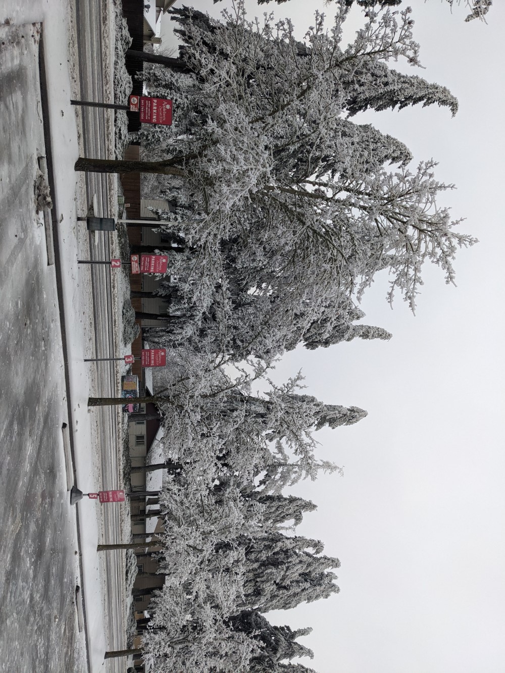 Frozen trees.