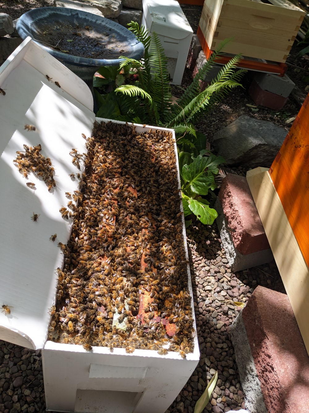 Box full of bees.