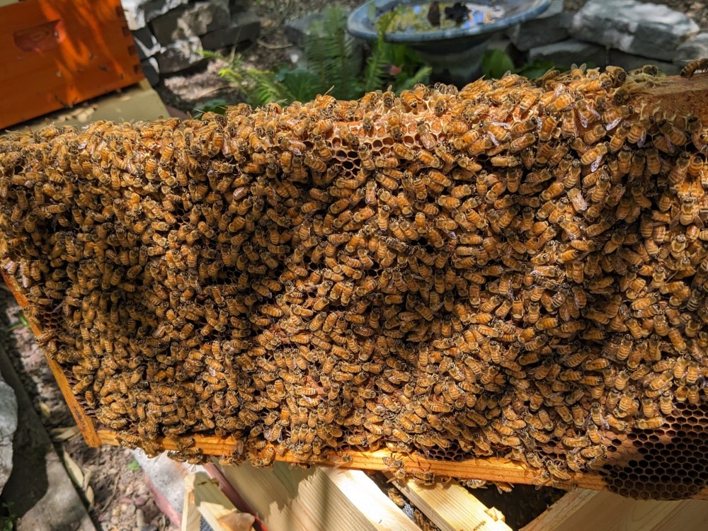 A frame covered in bees.