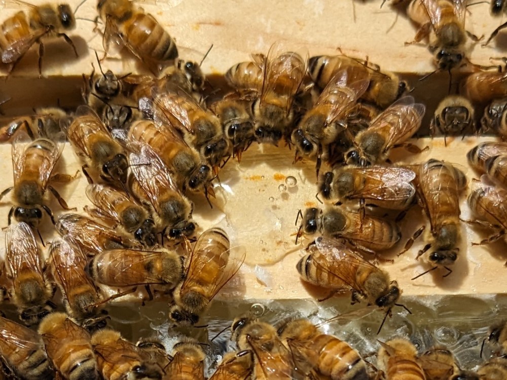 Bees drinking honey.