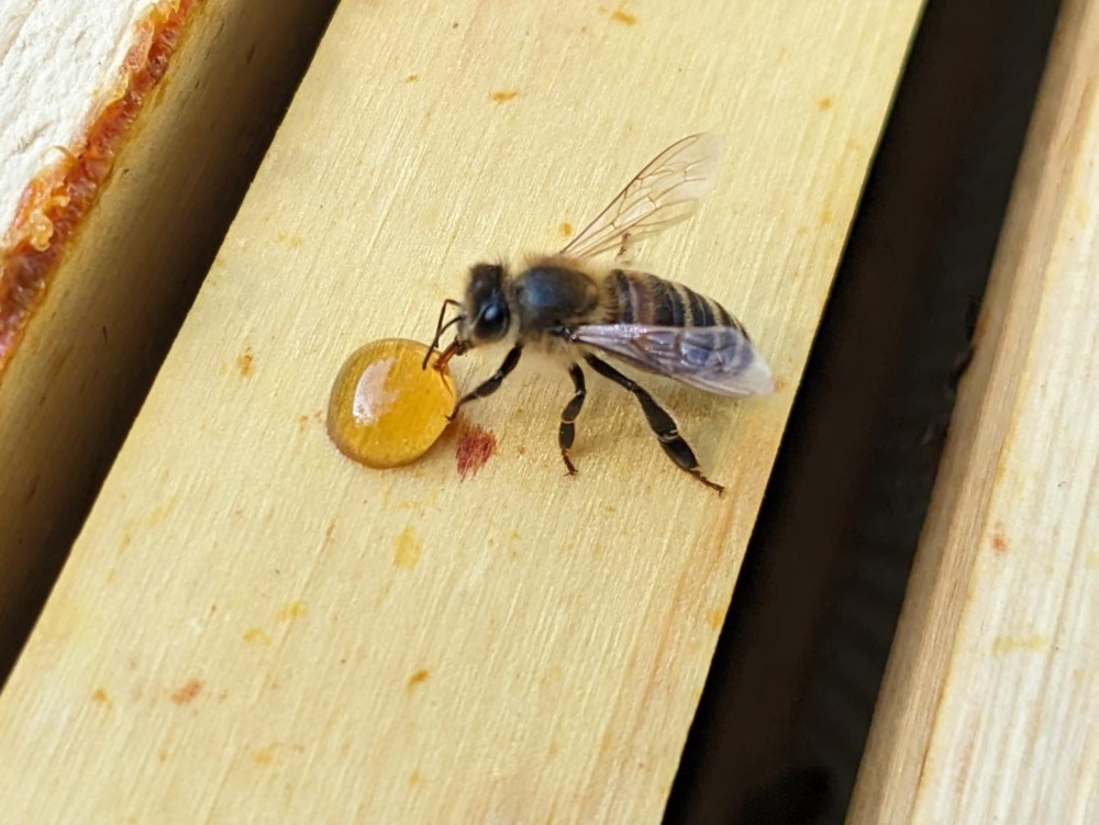 Bee drinking honey.