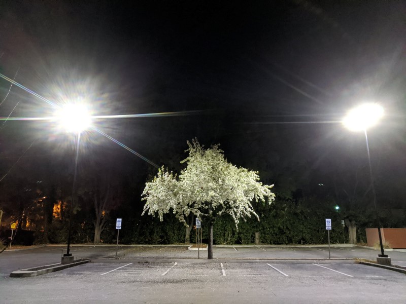 tree at night