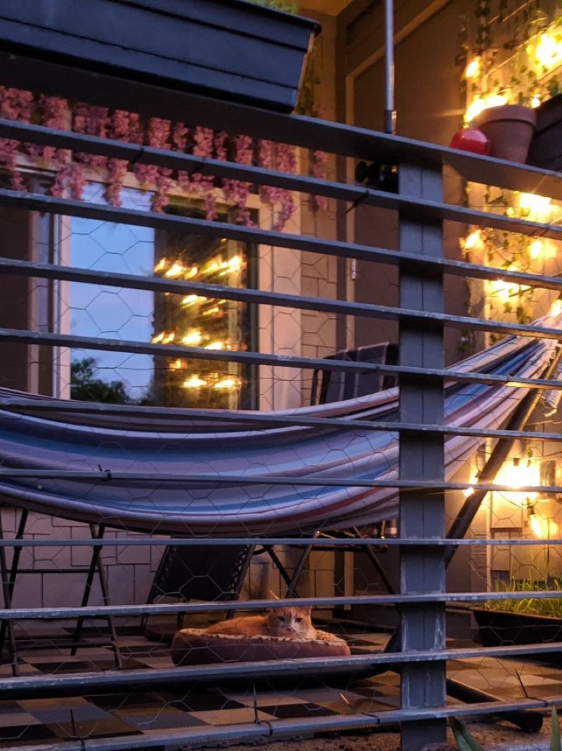 Stanley on the porch