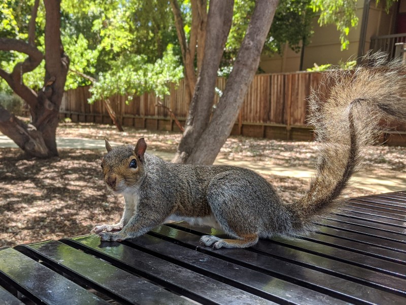 squirrel friend