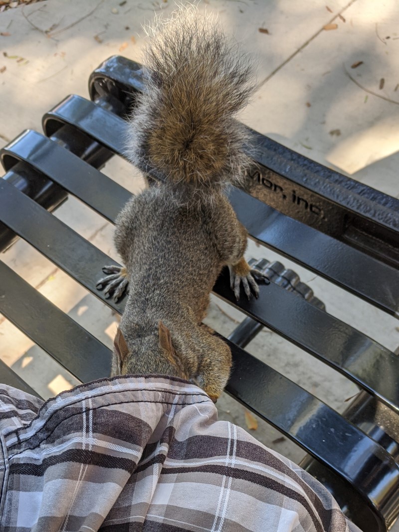 pocket squirrel