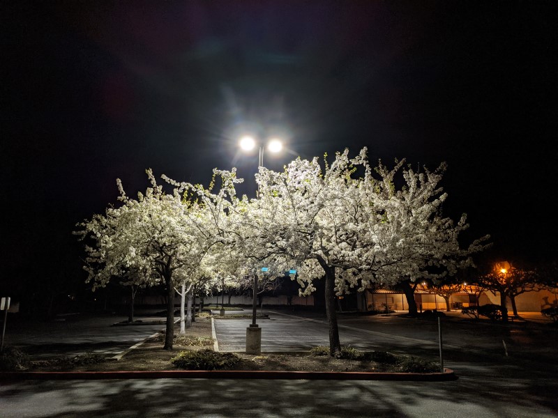 trees in a parking lot