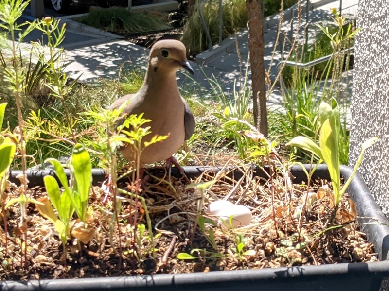 bird with eggs