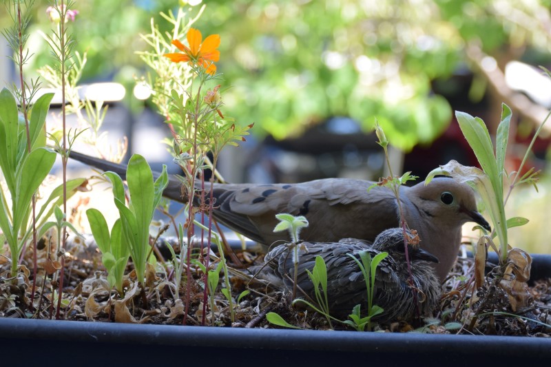 teenager bird