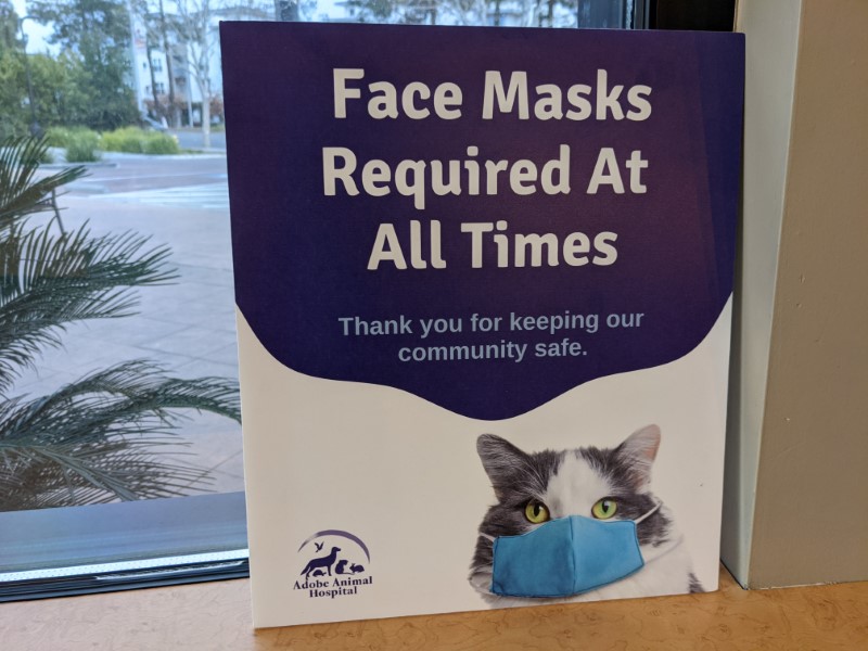 cat wearing a mask