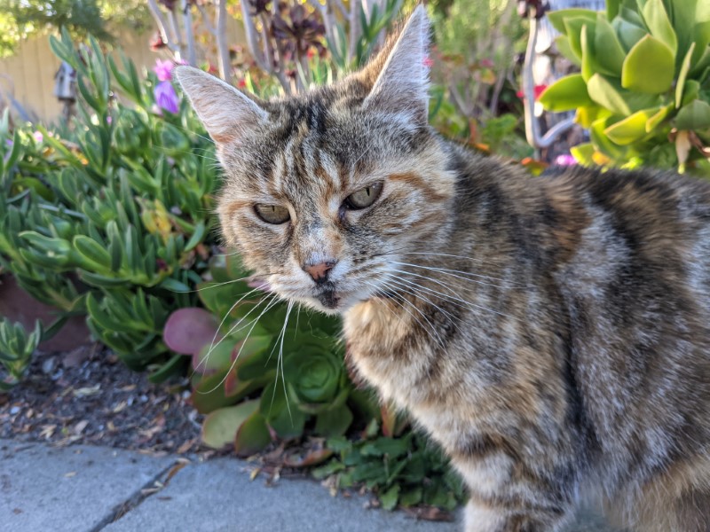 grizzled neighborhood cat